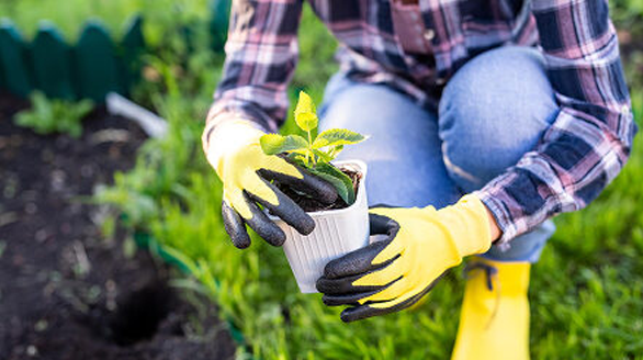 siembra de plantas